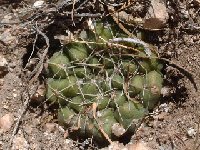 Gymnocalycium capillaense Dique El Cajon, La Rioja, Arg. ©JL.jpg